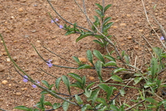 Stachytarpheta jamaicensis